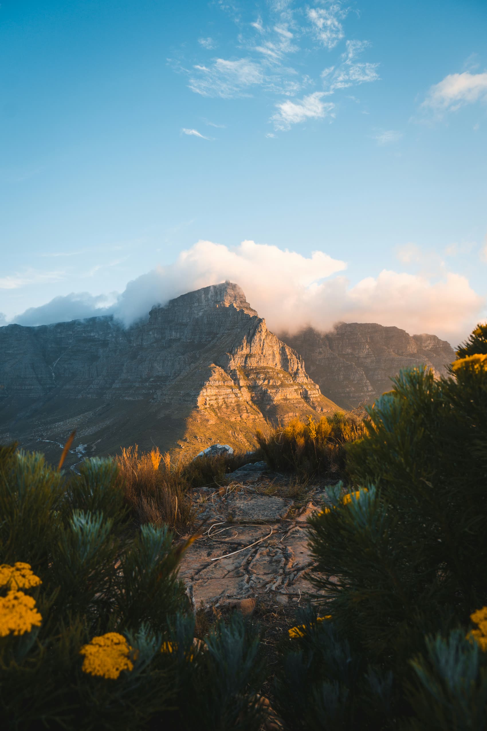 A rocky footpath through fynbos leading toward Table Mountain in evening light, Cape Town